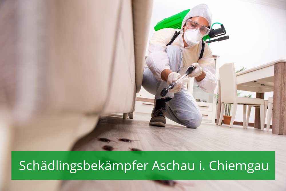 Schädlingsbekämpfer Aschau i. Chiemgau