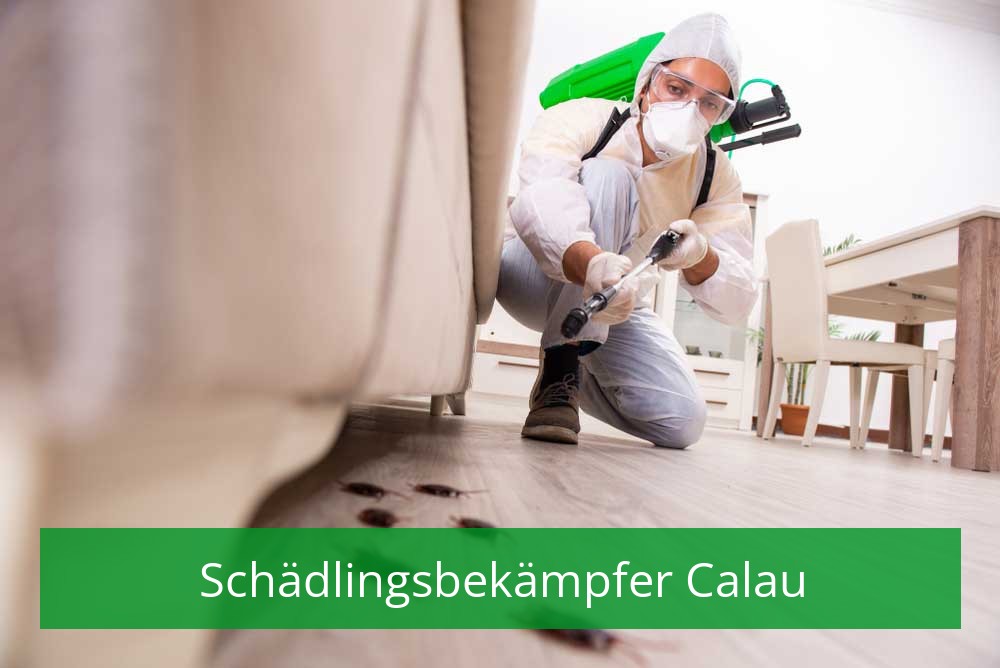 Schädlingsbekämpfer Calau