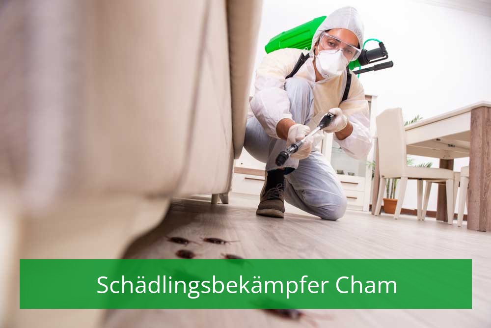 Schädlingsbekämpfer Cham